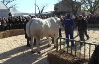 Si avvicina la 381a Fiera del Bue Grasso di Moncalvo