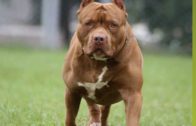 Novara: cane giù da scale durante lite, denunciati
