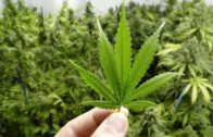 Torino: coltivava  marijuana nel salotto, arrestato