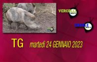 TG –Lunedì 22 aprile 2024