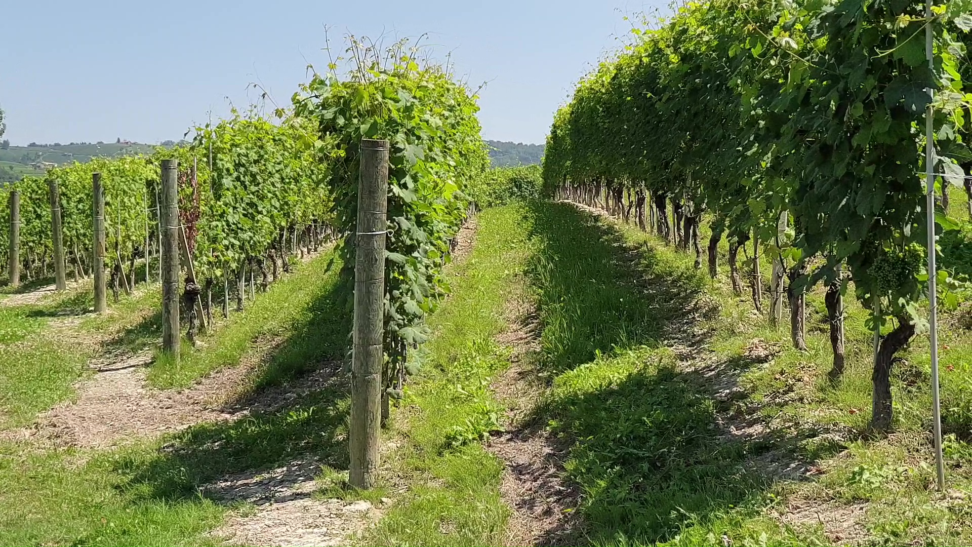 Alto Piemonte – Gran Monferrato candidato a  Città Europea del Vino 2024