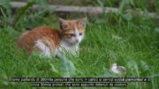 Collaborazione tra Regione Piemonte e Lav per gli ambulatori veterinari sociali