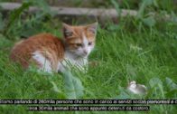 TG – Giovedì 17 aprile 2025