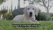 Regione Piemonte: provvedimenti a favore degli animali da affezione