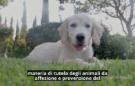 Regione Piemonte: provvedimenti a favore degli animali da affezione