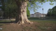 Il Piemonte sul podio dell’Atlante delle foreste