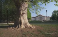 Il Piemonte sul podio dell’Atlante delle foreste