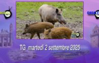 TG – Mercoledì 30 luglio 2025