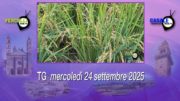 TG – Mercoledì 24 settembre 2025