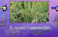 TG – Mercoledì 24 settembre 2025