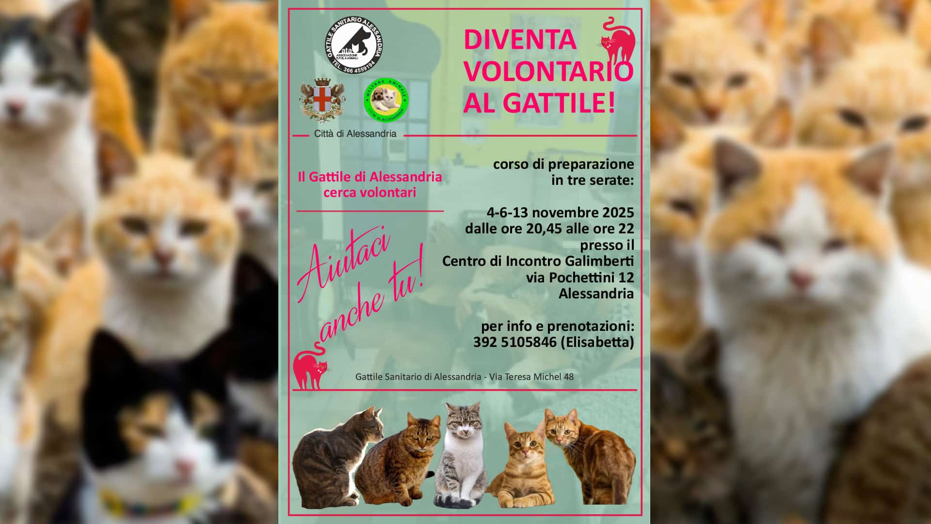 Corso gratuito per aspiranti volontari del Gattile Comunale di Alessandria Corso gratuito per aspiranti volontari del Gattile Comunale di Alessandria