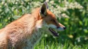 grass-animal-profile-photo-wildlife-wild-984948-pxhere.com