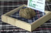 TG – Mercoledì 1 ottobre 2025