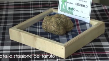 Piemonte: iniziata la stagione del tartufo