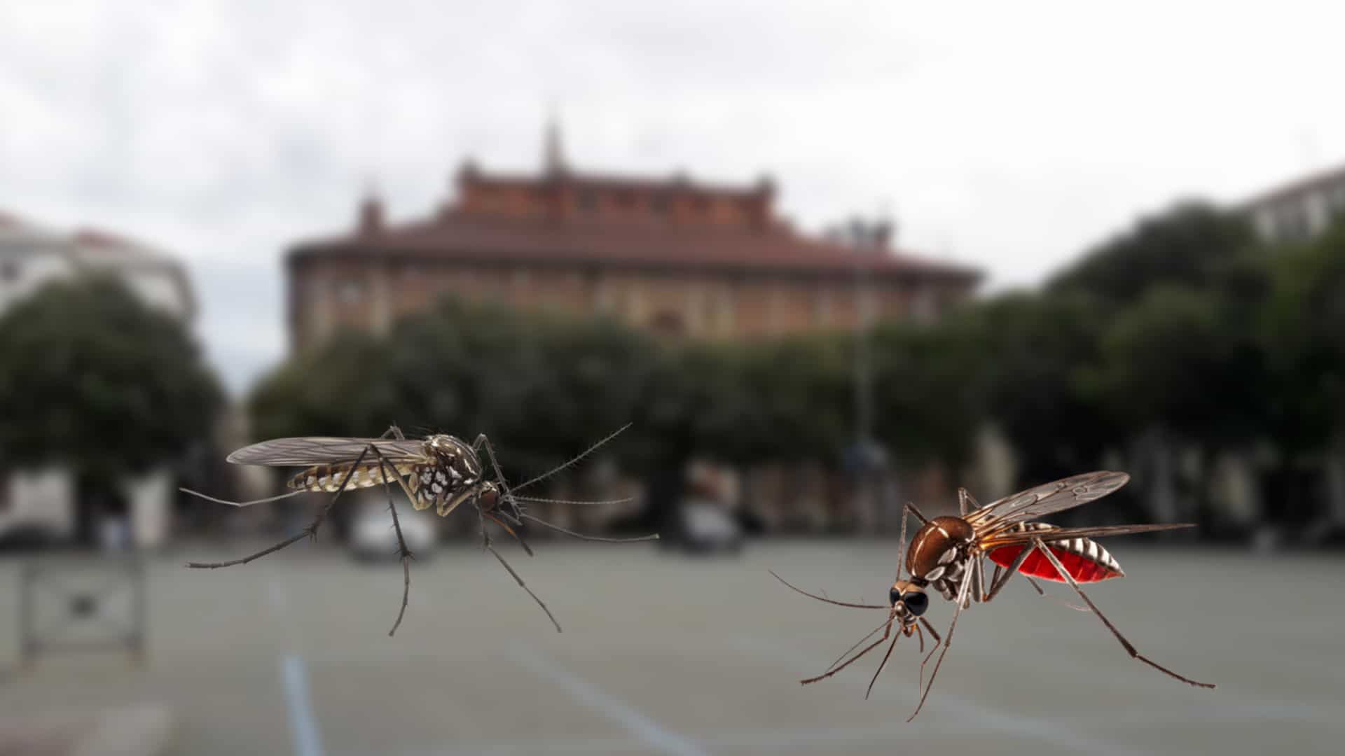 Alessandria: avviato il secondo ciclo di trattamenti anti-zanzara Alessandria: avviato il secondo ciclo di trattamenti anti-zanzara