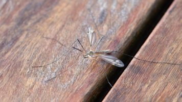 pitsch-mosquito-2246135_1920