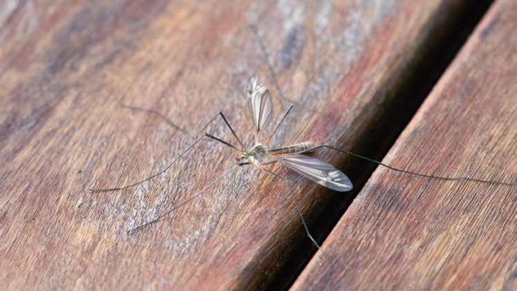 pitsch-mosquito-2246135_1920